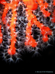 Red coral (Coralium rubrum). Calanques de Cassis. Canon I... by Bea & Stef Primatesta 